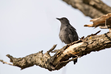 Gray catbird perching on tree branch with clear blue sky in background
