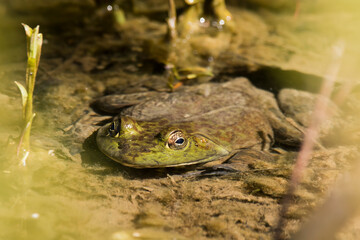 Frog under the water 
