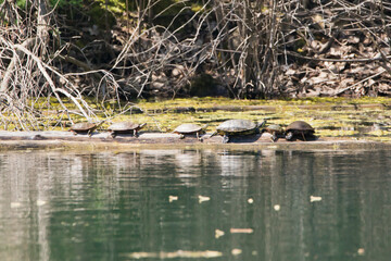 Turtles on a log