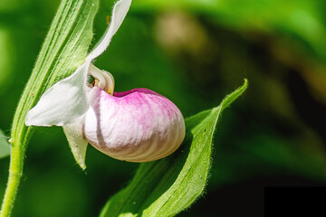 Closeup image of pink Showy Lady's-slipper flowers