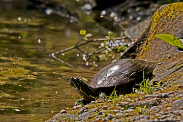 Painted turtle on the shore