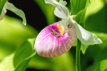 Closeup image of pink Showy Lady's-slipper flowers