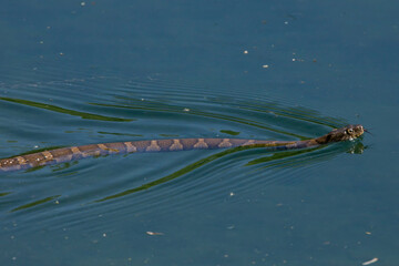 Northern water snake swimming in the water