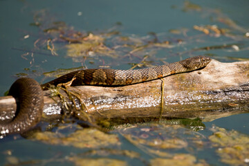 Northern water snake sunning on log in pond