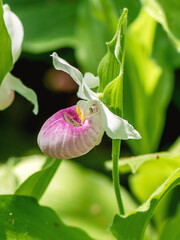 Closeup image of pink Showy Lady's-slipper flowers
