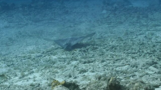 stock 2021 - 05Eagle Ray in shallow water of coral reef of Caribbean Sea, Curacao