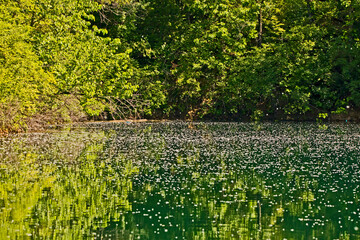 Springtime landscape of a pond covered in cottonwood fluff and trees with green leaves. 