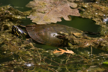Painted turtle in the water 