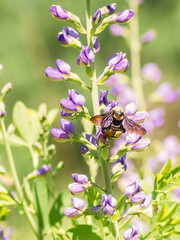 A bee is working on a plant of lupine flower