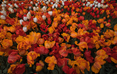 Background of multicolored red orange tulip flowers. View from above. Wallpaper