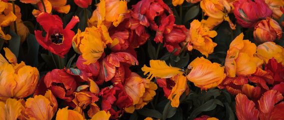 Background of multicolored red orange tulip flowers. View from above. Wallpaper, long horizontal banner