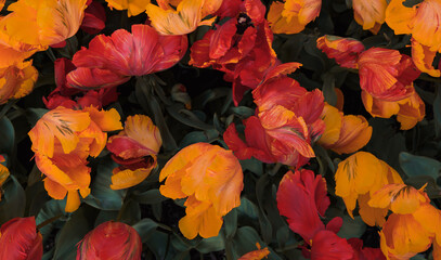 Background of multicolored red orange tulip flowers. View from above. Wallpaper, long horizontal banner
