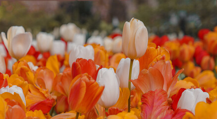 Background of multicolored red orange white tulip flowers. Close up view. Wallpaper, long horizontal banner
