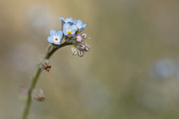 Tiny blue forget-me-not flowers isolated on a blurred bokeh background. 