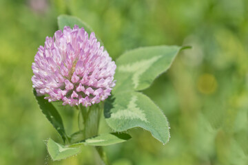 Purple clover flower and leaves