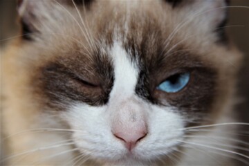 Close-up of the face of a beautiful white kitten with blue eyes, blinking.