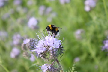 bee on a flower