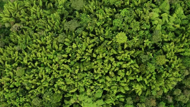 Aerial view, flying over a natural patch of bamboo and palm trees inside a tropical forest in South America