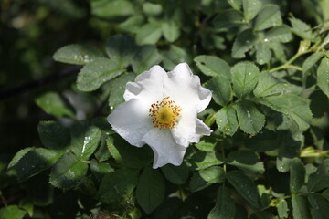 Obraz premium white and yellow flowers