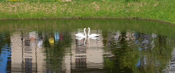 On the city pond, floating swans arched their necks in the shape of hearts