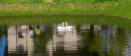 Naklejka na ściany i meble In the park on the city pond, floating swans arched their necks in the shape of hearts