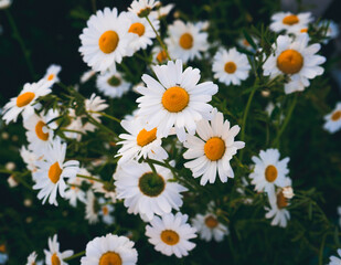 Ромашковое поле