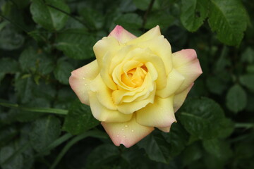 single yellow rose