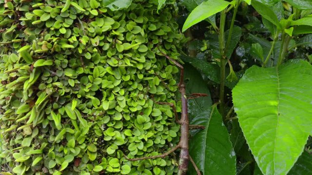 A large stick insect with spikes climbing up a branch covered in green in a tropical forest of the Amazon in South America