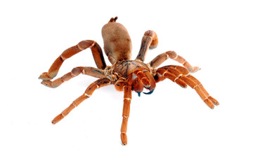 King Baboon Tarantula (Citharischius crawshayi)