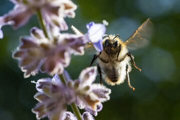 A bumble-bee fly around a lavandula flower on a garden.