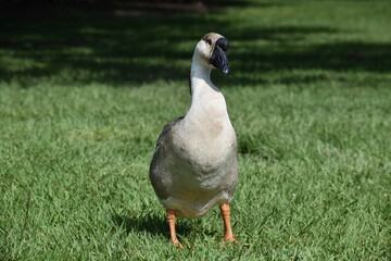 Duck walks with pride