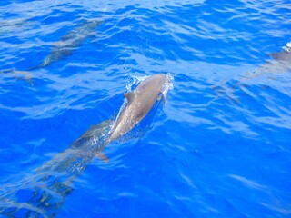 Dauphins en mer des caraïbes
