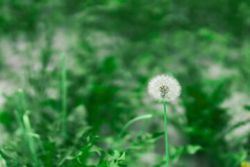 dandelion clocks on a blurred natural background