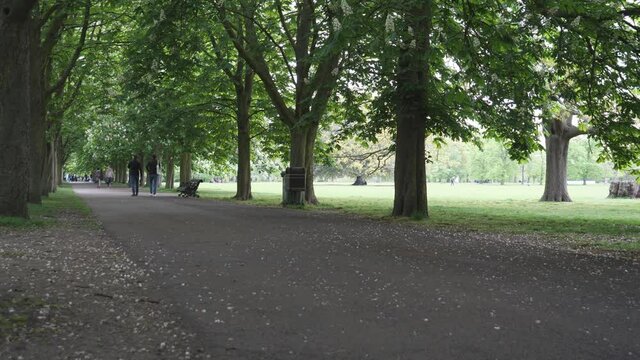A row of trees along the sidewalk in a park.
