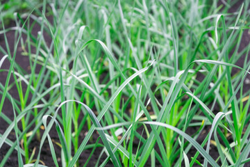 Garlic begins to ripen in the beds.