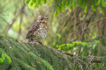 A fieldfare chick, Turdus pilaris, has left the nest and is sitting on a branch. A chick of fieldfare sitting and waiting for a parent on a branch.