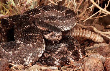 Fototapeta premium Southern Pacific Rattlesnake (Crotalus helleri).
