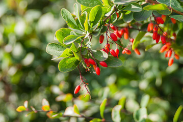 red sweet berries on a branch