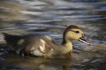 Cute Duckling 2021