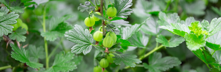 Fototapeta premium Green gooseberries ripen on the bushes.