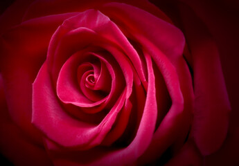 Macro shot of a single vivid red rose