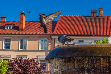 Pigeons on the fountain . Central Square of the city of Gvardeysk Kaliningrad region May 20, 2021