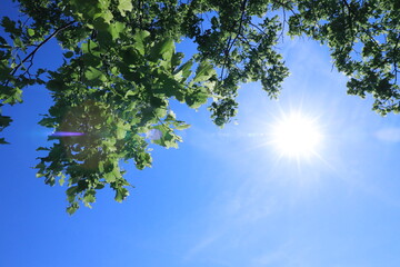 Obraz premium leaves against sky