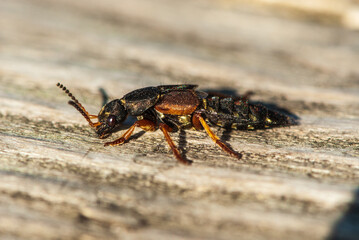 Close-up shiny rove beetle on wood