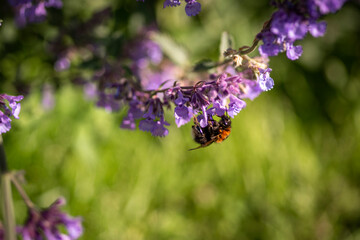 A bumble bee drinking nector from a Catmint, nepeta faassenii, purple flowering garden plant