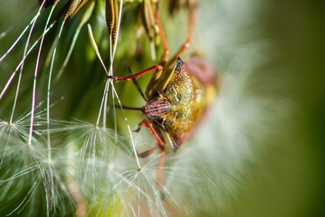 Close-up colourful funny shield bug or stink bug on dandelion