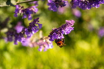 A bumble bee drinking nector from a Catmint, nepeta faassenii, purple flowering garden plant