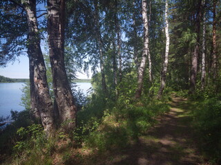 Picturesque summer landscape by the forest lake.
