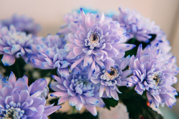 Violet, blue and pink chrysanthemum. A bouquet of chrysanthemums. Chrysanthemum Flower Close up.