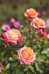 roses in garden
